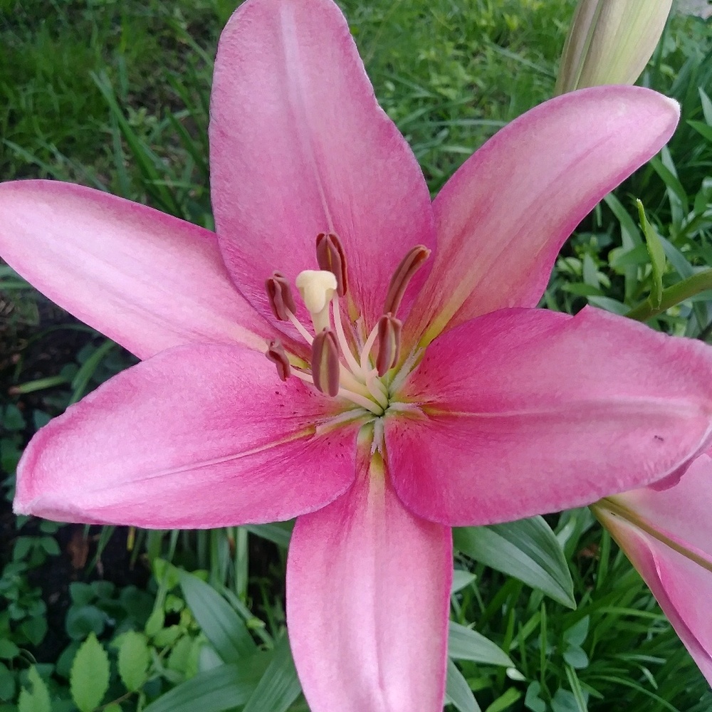 Meet your Posher, Adoree